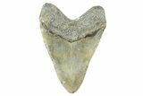 Fossil Megalodon Tooth - North Carolina #371652-2